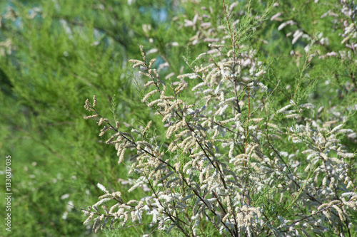 Canvastavla Tamarisk, likely Tamarix africana, Baratz Lake, Lago di Baratz