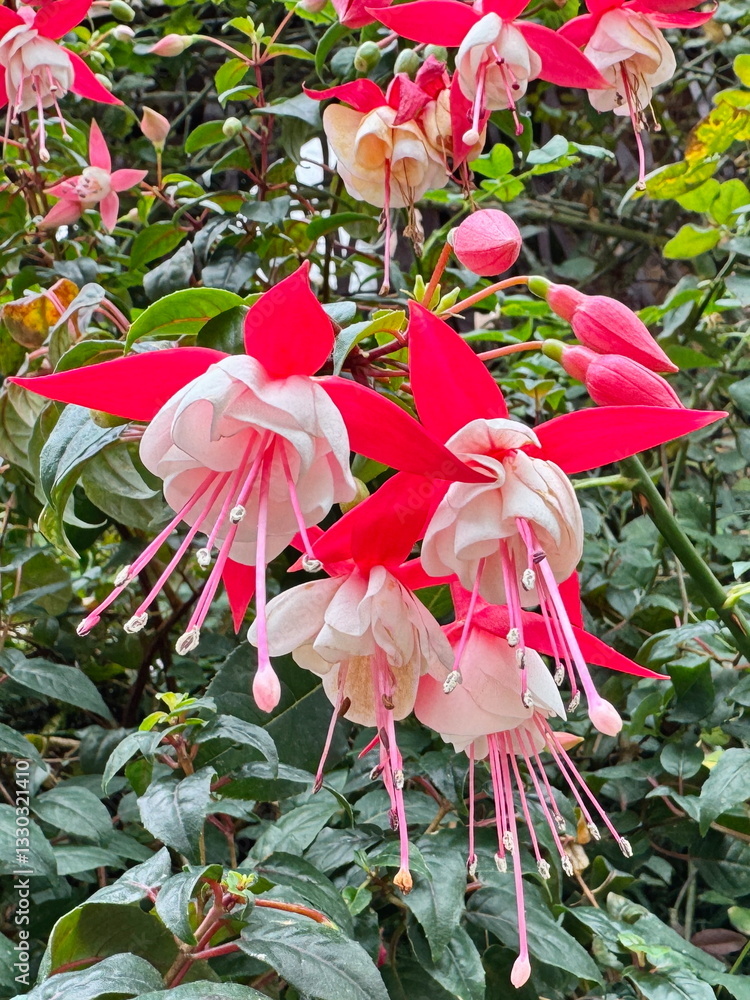 Beautiful hybrid fuchsia flowers blooming in the botanic gardens in Singapore