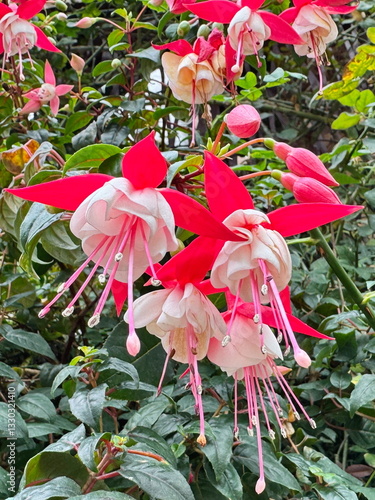 Obraz na płótnie Beautiful hybrid fuchsia flowers blooming in the botanic gardens in Singapore w salonie