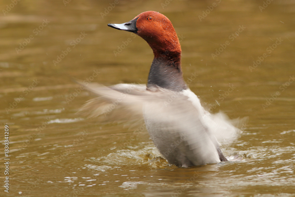 Głowienka (Aythya ferina)