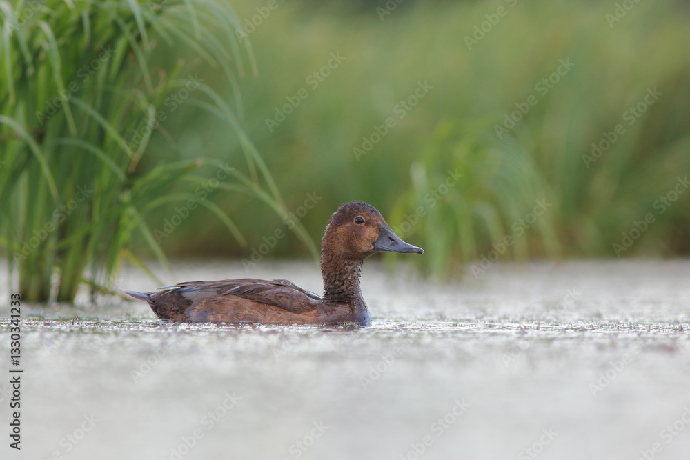 Głowienka (Aythya ferina)