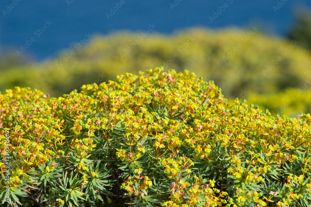 Obraz premium yellow flowers in the field, euphorbia (euphorbia arborea) Alghero, Sardinia, Italy