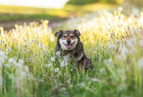 one cute contented dog sitting on summer meadow among white dandelion flowers