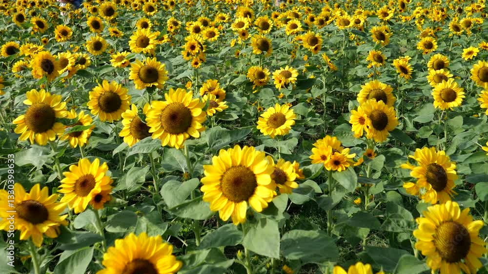 A Sunflower Field in Full Bloom A Sunflower Field in Full Bloom