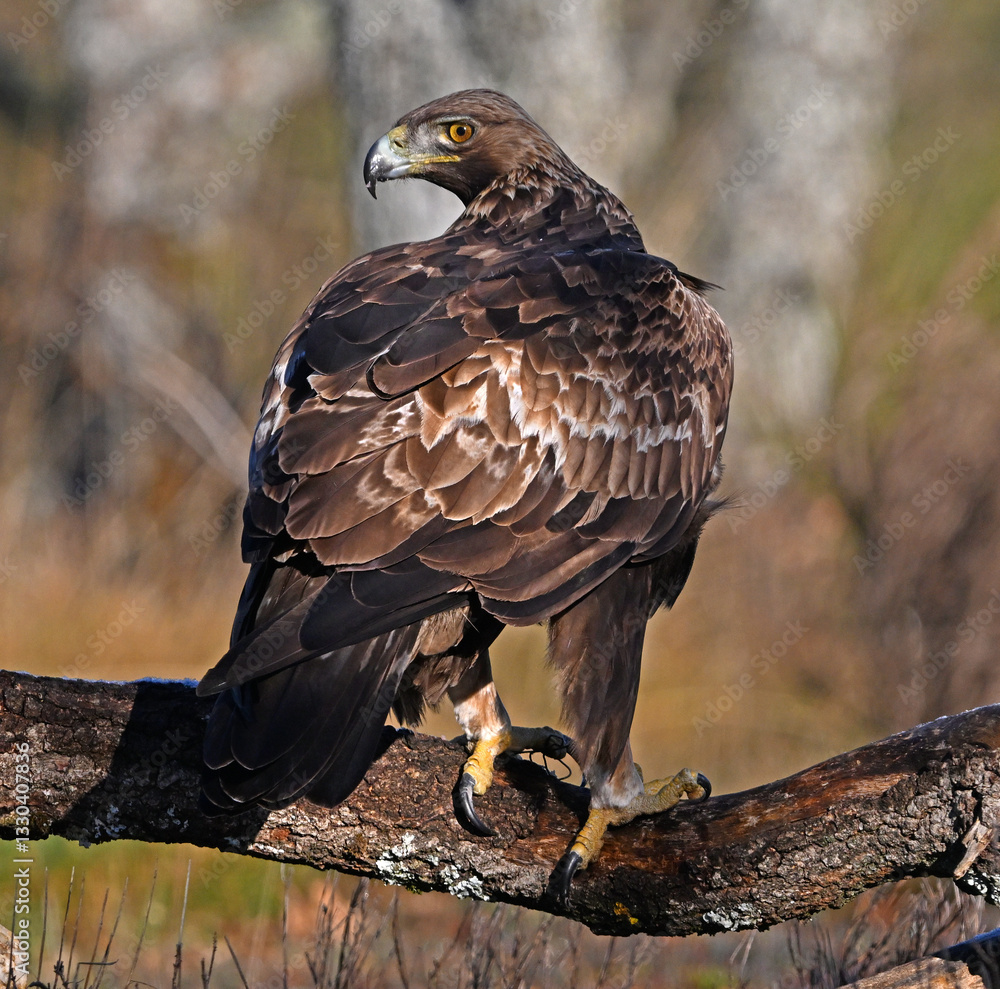 Fototapeta premium un aguila real en la montaña en españa
