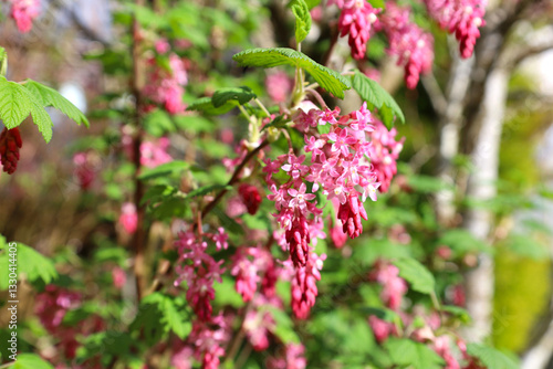 Wallpaper Mural Lovely ribes sanguineum pink flowers blooming in a garden in spring time Torontodigital.ca