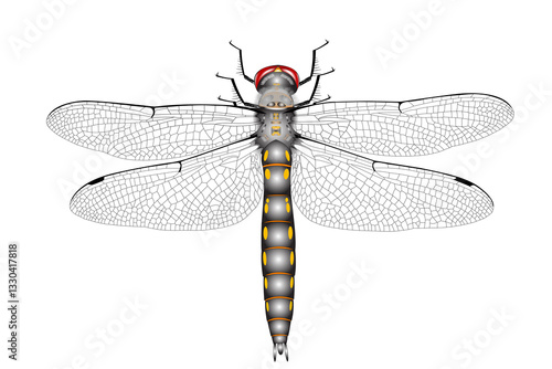 Valokuva Adult Spiny Baskettail Dragonfly (Epitheca spinigera), artistic illustration, natural coloration, jpg format