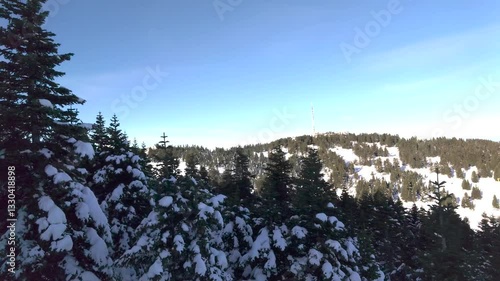 Snow-Covered Forest Trees in Winter Wonderland, Slowly Moving Over Snowy Landscape from Above