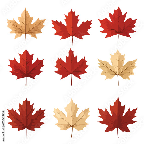 maple leaves isolated on white