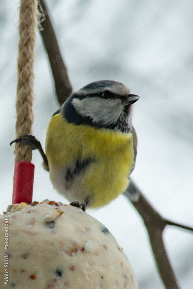 Fototapeta premium A titmouse sits on an edible ball and eats seeds