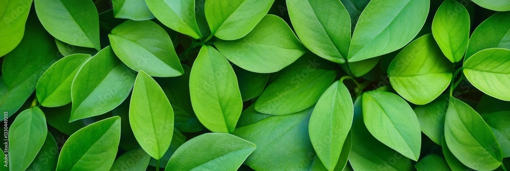 Vibrant Green Leaves Background: Nature's Serenity - Lush green foliage, symbolizing growth, renewal, nature, tranquility, and life. A perfect background for various projects Vibrant Green Leaves Background: Nature's Serenity - Lush green foliage, symbolizing growth, renewal, nature, tranquility, and life. A perfect background for various projects
