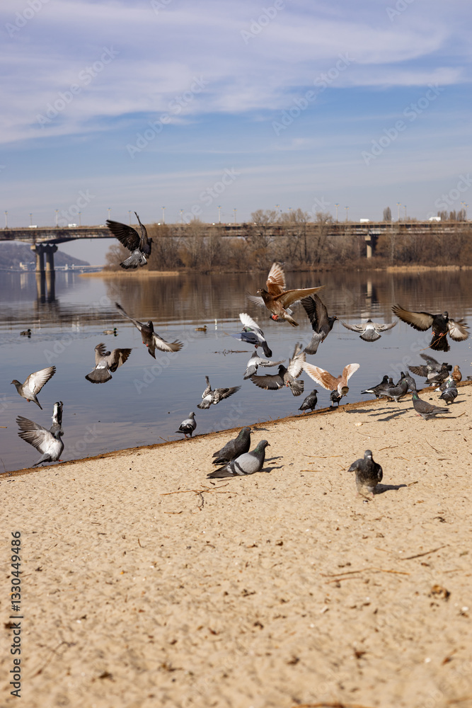 Obraz premium pigeons on the beach