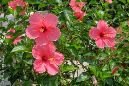 Shoeblackplant flower or Hibiscus or rosa sinensis, known colloquially as Chinese hibiscus, China rose, Hawaiian hibiscus, rose mallow pink color.For graphic design, 3D rendering or banner background