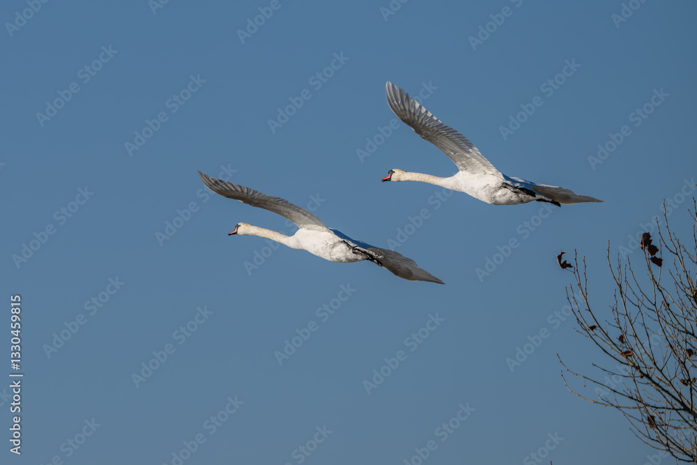 Fototapeta premium Pair of mute swans in flight.