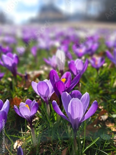 Purple crocus flowers