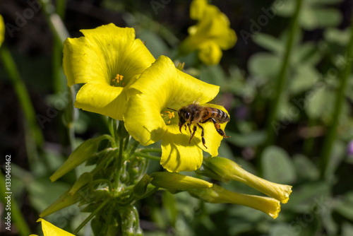 Bee flying near wood sorrel flowers collecting pollen.