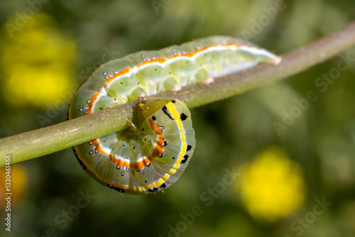 Caterpillar of the Xylena exoleta moth.