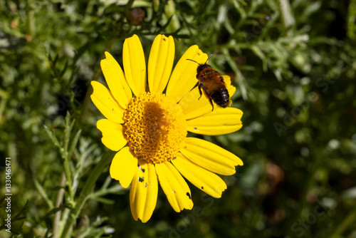 Crown Daisy (Glebionis coronaria) attracting bees for pollen.