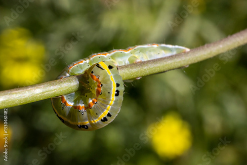 Caterpillar of the Xylena exoleta moth.