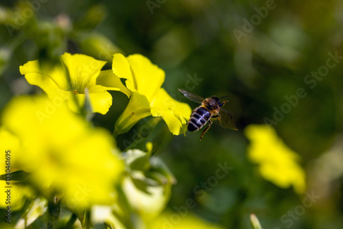 Bee flying near wood sorrel flowers collecting pollen.