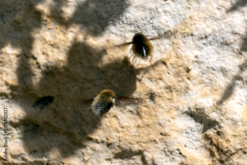 A pair of Bee Flies (Bombylius canescens) hovering over limestone