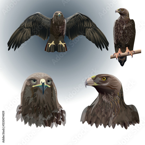 Set of eagles. Vector illustration isolated on white background