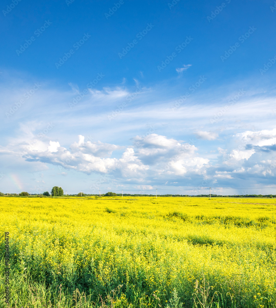 Fototapeta premium Field of yellow flowers with a blue sky in the background