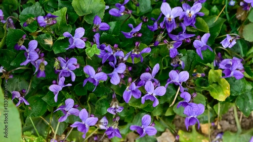 wild plants. photos of purple wildflowers.