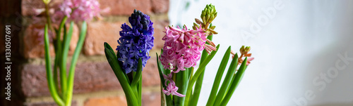 Banner. Spring floral home decor, cozy atmosphere. Bright fresh purple and pink bulbous hyacinth flowers on wooden windowsill. Springtime gardening concept. Sustainable lifestyle, earth day