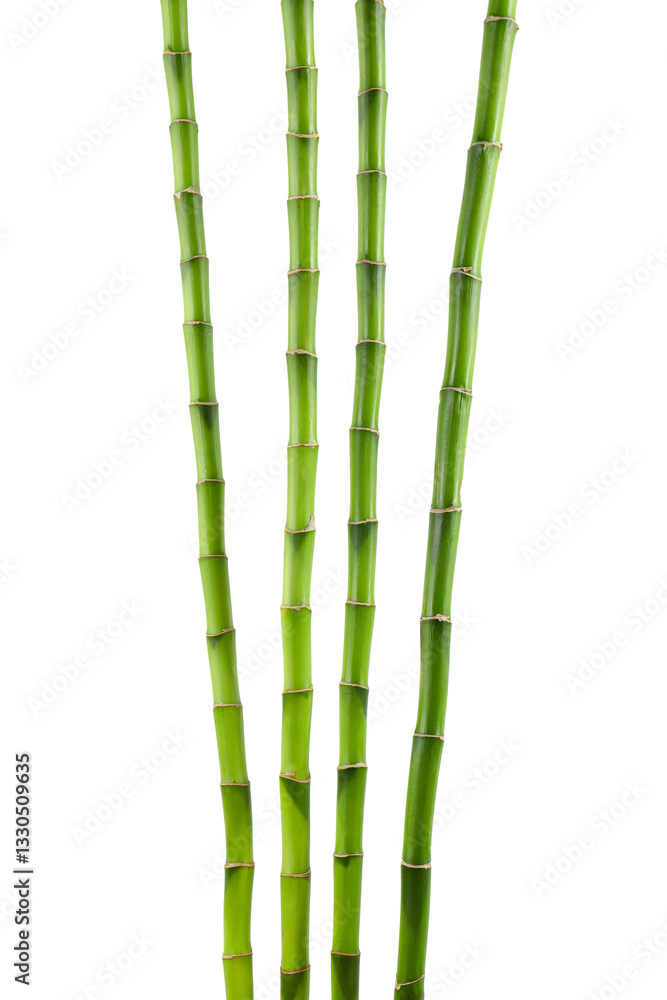 Naklejka premium Decorative green bamboo stems isolated on white