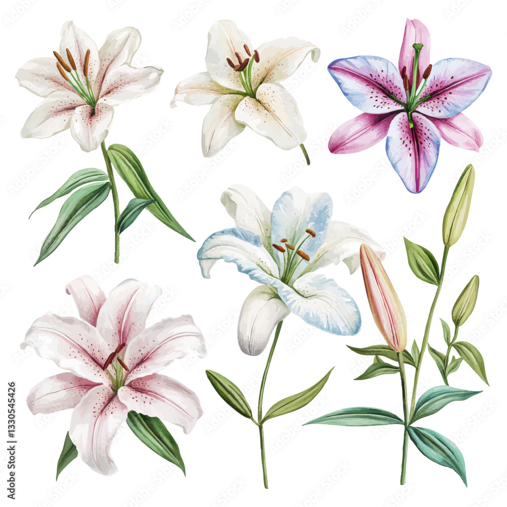 Obraz premium Watercolor illustration of elegant lilies in white pink and blue shades with green leaves for botanical and decorative designs