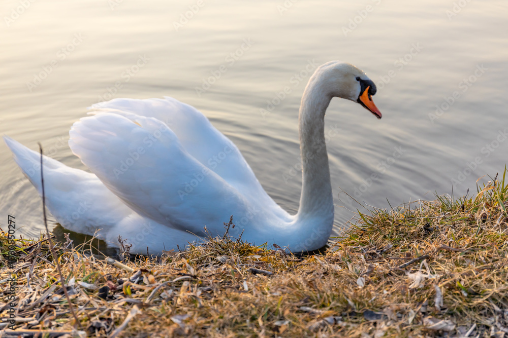 Fototapeta premium Swan in a lake. Beautiful white swan bird swimming in the river at sunset light. Swans birds searching for food in the water of Danube, Donau river in Europe. Birds fauna of the riverside