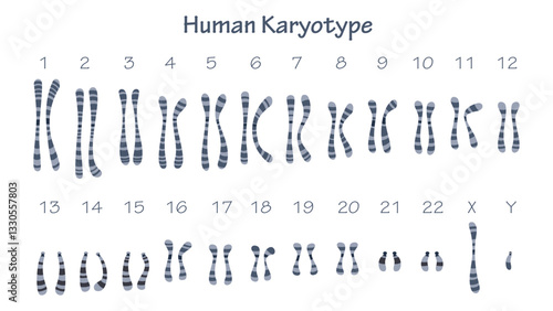 Human Karyotype science educational graphic