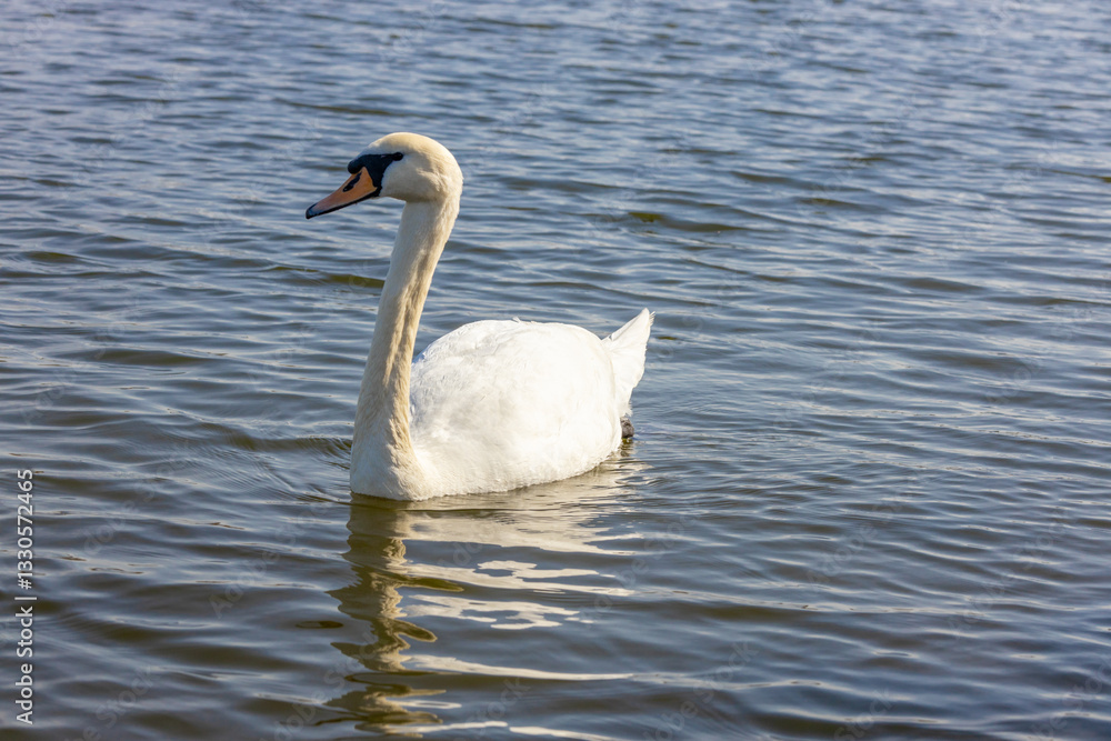 Swan in a lake. Beautiful white swan bird swimming in the river at sunset light. Swans birds searching for food in the water of Danube, Donau river in Europe. Birds fauna of the riverside Swan in a lake. Beautiful white swan bird swimming in the river at sunset light. Swans birds searching for food in the water of Danube, Donau river in Europe. Birds fauna of the riverside