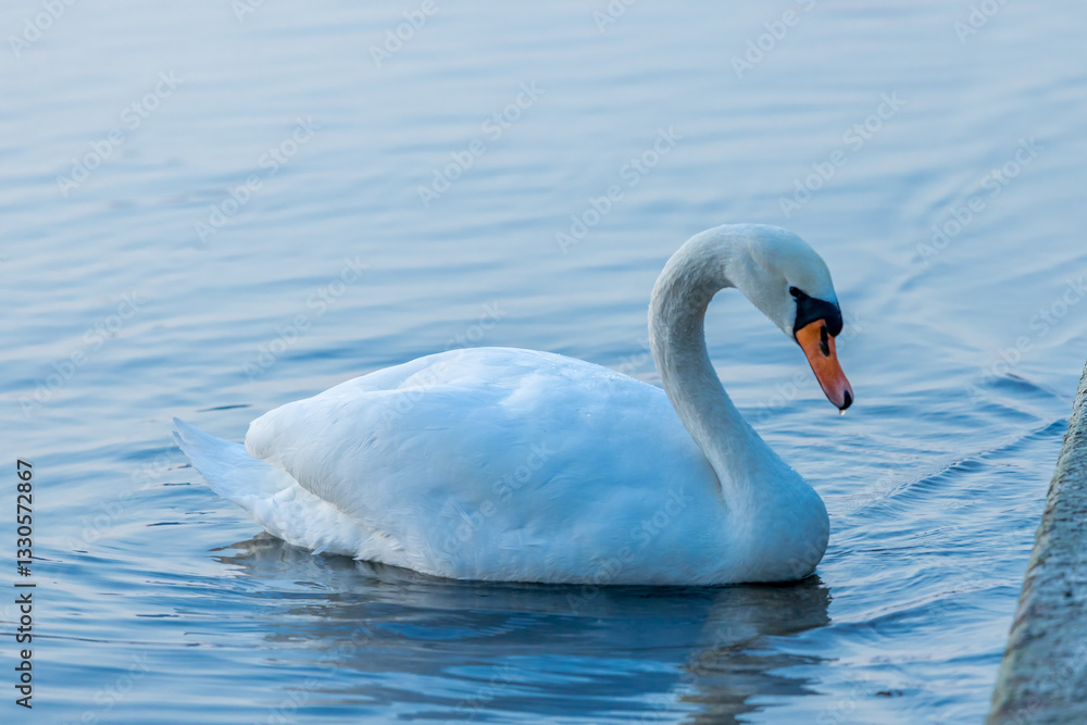 Swan in a lake. Beautiful white swan bird swimming in the river at sunset light. Swans birds searching for food in the water of Danube, Donau river in Europe. Birds fauna of the riverside Swan in a lake. Beautiful white swan bird swimming in the river at sunset light. Swans birds searching for food in the water of Danube, Donau river in Europe. Birds fauna of the riverside