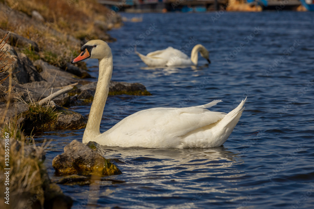 Fototapeta premium Swan in a lake. Beautiful white swan bird swimming in the river at sunset light. Swans birds searching for food in the water of Danube, Donau river in Europe. Birds fauna of the riverside