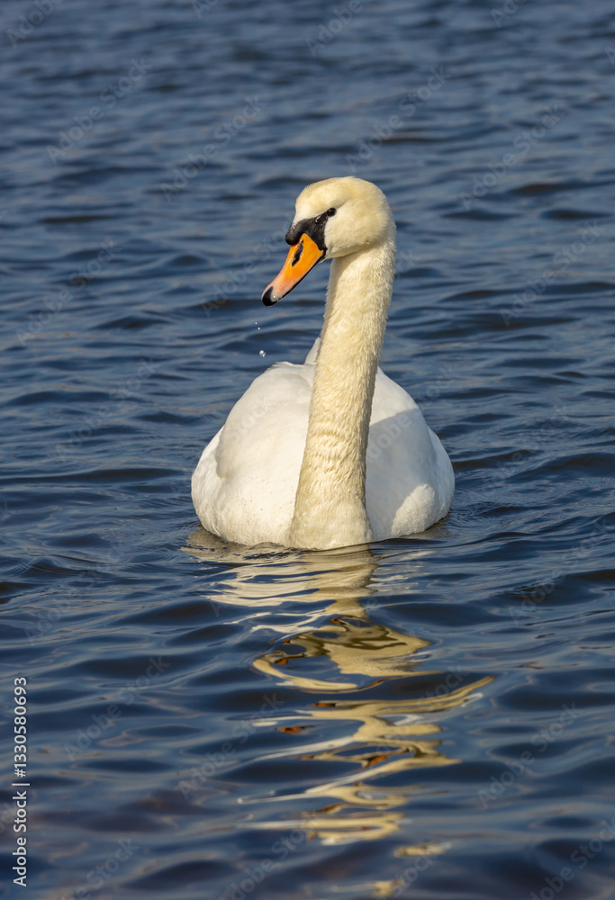 Swan in a lake. Beautiful white swan bird swimming in the river at sunset light. Swans birds searching for food in the water of Danube, Donau river in Europe. Birds fauna of the riverside Swan in a lake. Beautiful white swan bird swimming in the river at sunset light. Swans birds searching for food in the water of Danube, Donau river in Europe. Birds fauna of the riverside