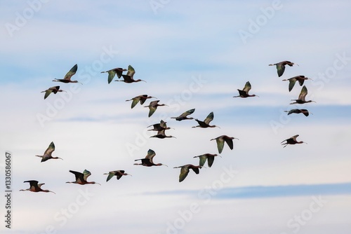 Glossy ibis (Plegadis falcinellus) flock flying over Embalse de Arrocampo, Extremadura, Spain, against a blue sky photo