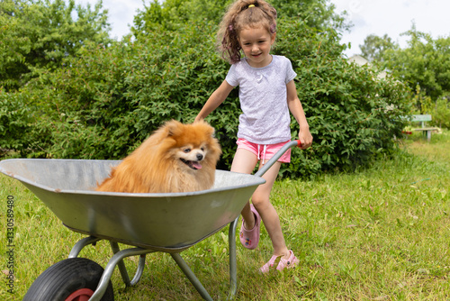 little cheerful girl riding dog in wheelbarrow in garden. active kid game in summer. best friends, owner and pomeranian spitz playing outdoors. happy childhood