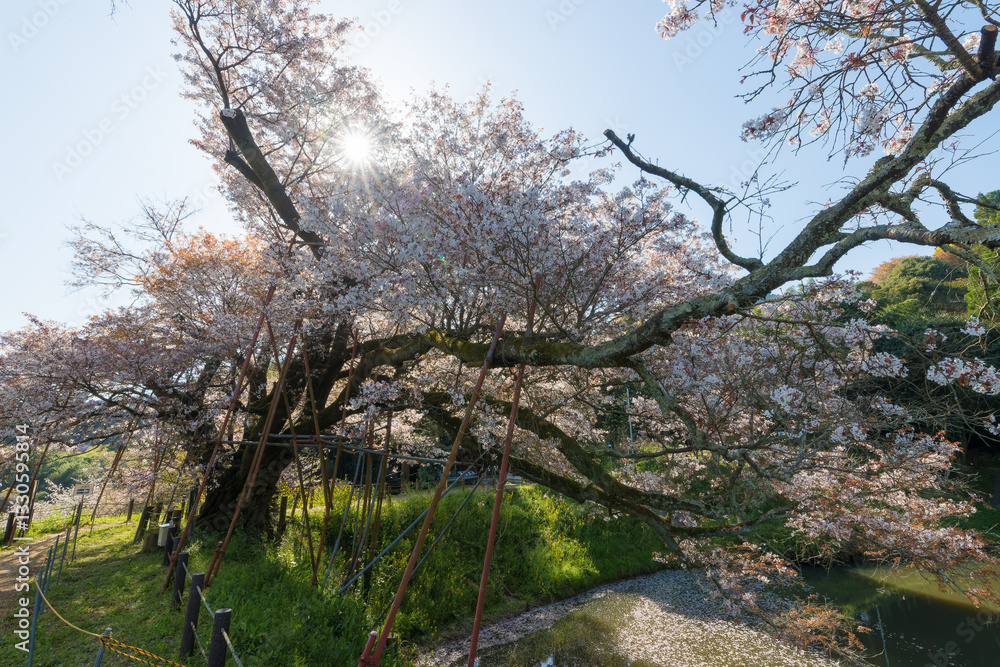 池と一本桜(福岡県久留米市) 池と一本桜(福岡県久留米市)