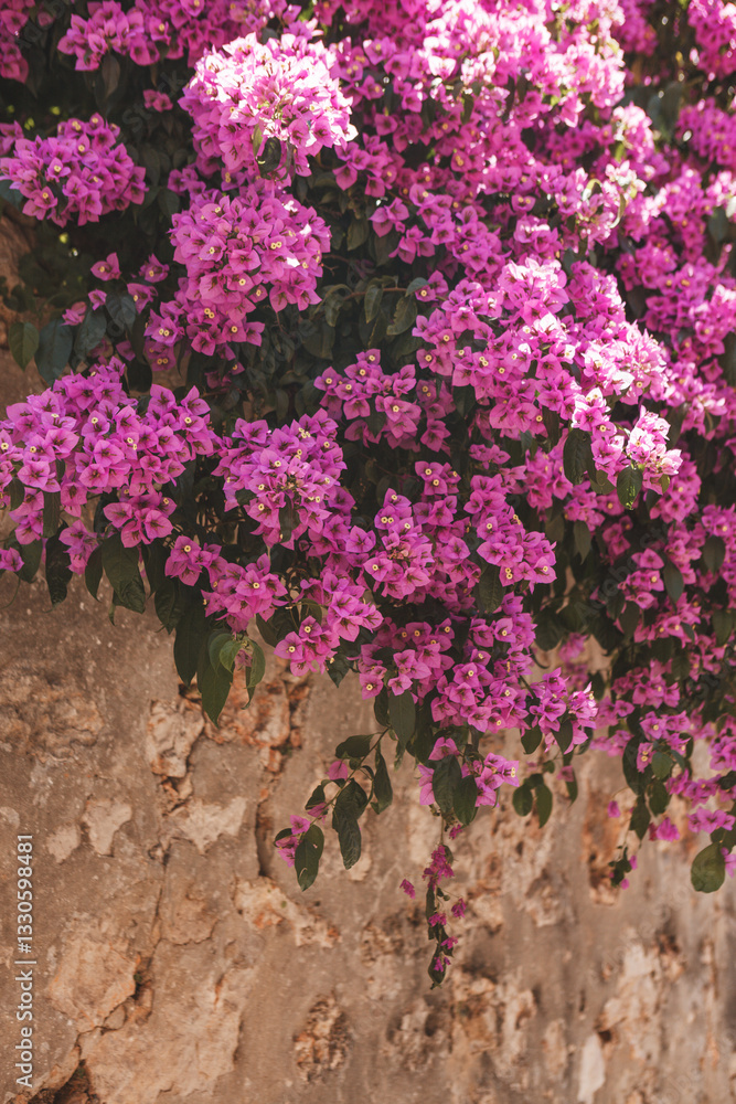 Bright bougainvillea on the wall of the old city on a sunny day