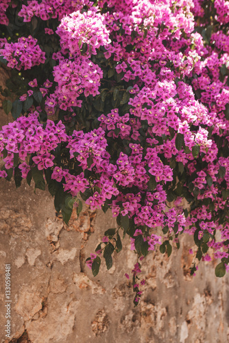 Obraz na płótnie Bright bougainvillea on the wall of the old city on a sunny day w salonie
