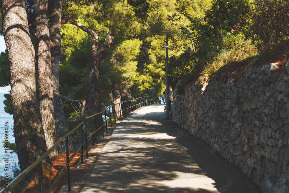 Experience a Serene and Peaceful Nature Walkway Completely Surrounded by Lush, Vibrant Trees