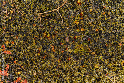 Green and orange sphagnum moss growing on forest floor