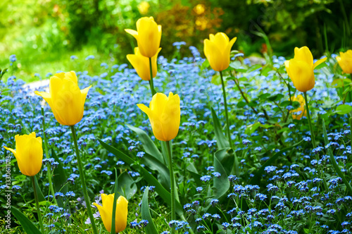 Yellow Tulips and Blue Forget-me-nots Blooming in a Spring Garden