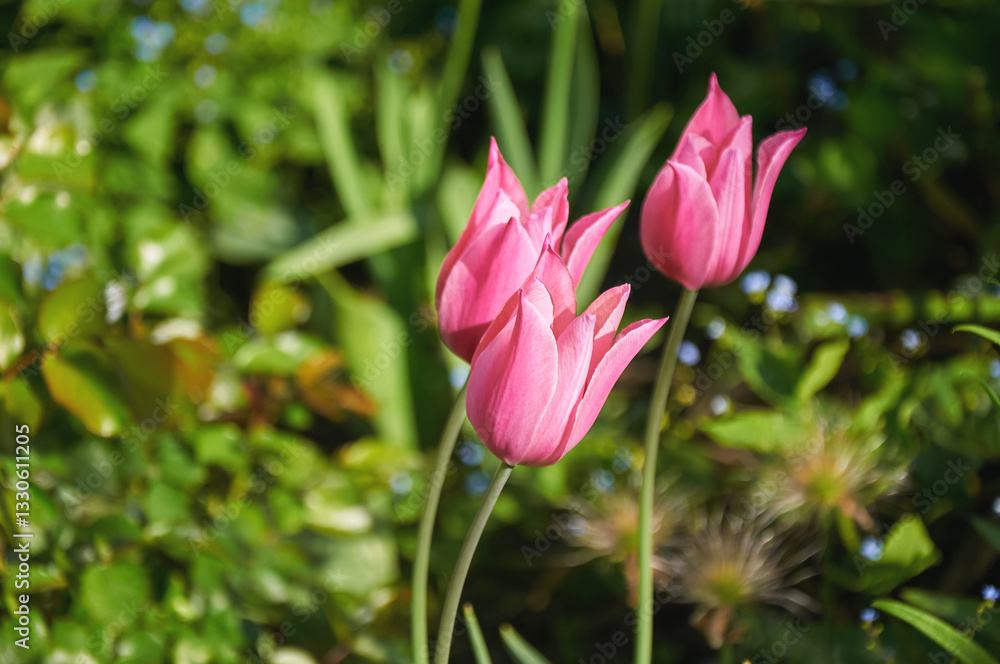 Pink Tulips Blooming in a Spring Garden Pink Tulips Blooming in a Spring Garden