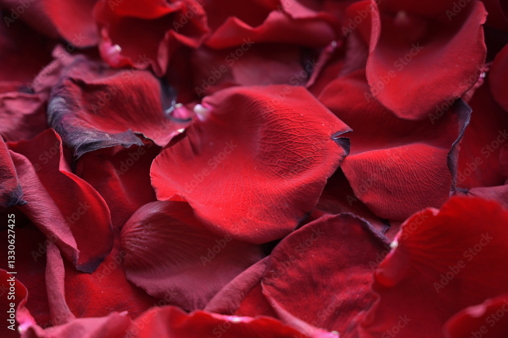 Naklejka premium Fresh red rose petals texture background. Close up. Copy space, greeting, invitation card. Place for adding text, design, Wallpaper, backdrop, cover