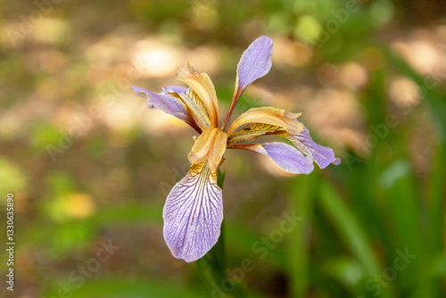Photos Iris foetidissima o lirio hediondo creciendo entre las flores silvestres