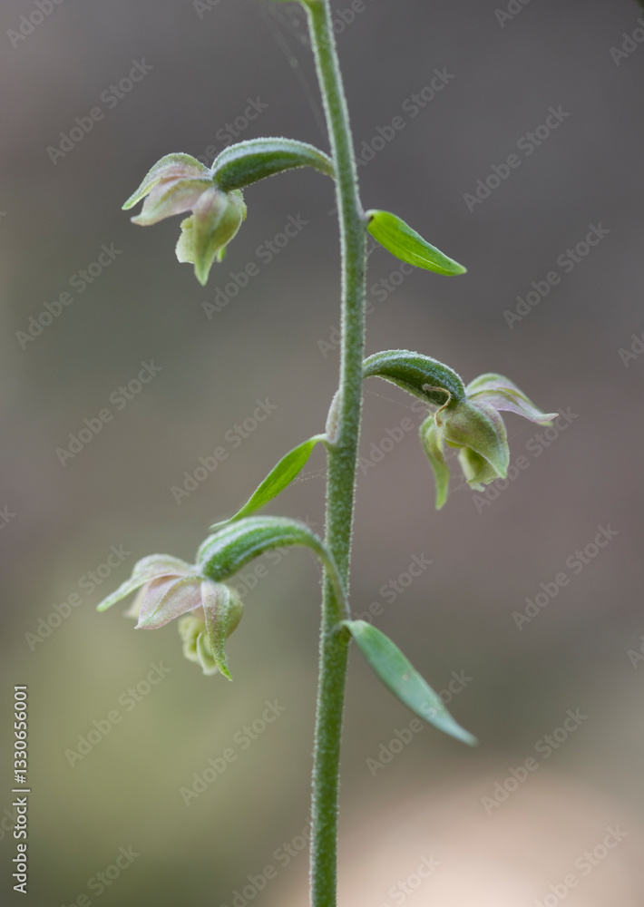 Small-leaved helleborine (Epipactis microphylla) in undergrowth,. Domusnovas, Sardinia, Italy Small-leaved helleborine (Epipactis microphylla) in undergrowth,. Domusnovas, Sardinia, Italy