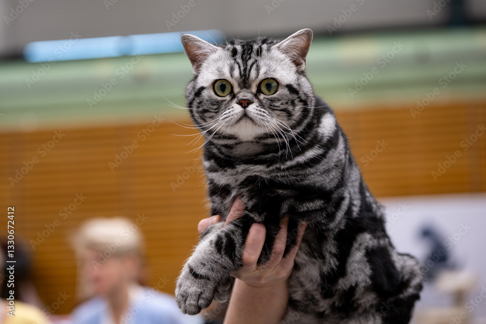 Naklejka premium portrait of a cat